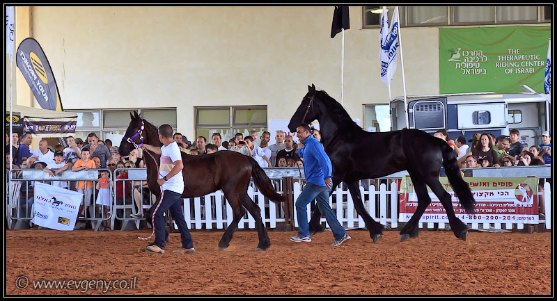 il/Фото: Stallion Show 2011 (20110416 stllion show 110 2508)