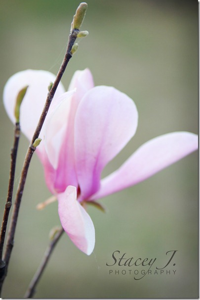 Spring 2012 002 copy