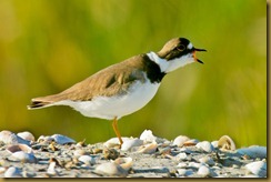 Sachuest 8-11 Semipalmated Plover mouth openD7K_2755 August 11, 2011 NIKON D7000