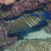 P5203539