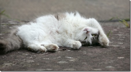 Fluffy domestic cat lying down with paw over her head