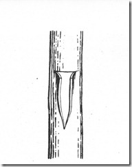 Α Α