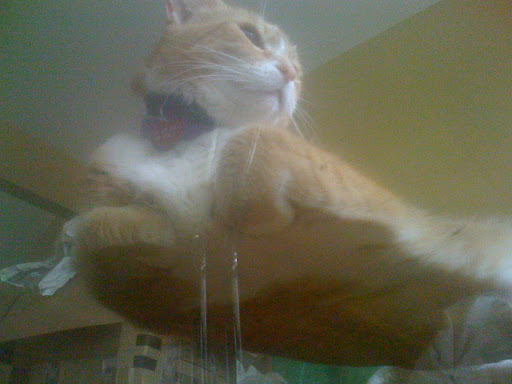 I snapped this one of Max from under a glass table- neat perspective!