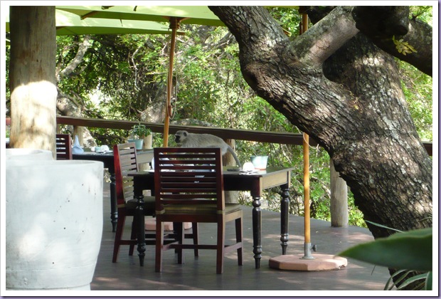 Thornybush-Game-Lodge-Hoedspruit-África-do-Sul-Reserva-Hotel-Mesa-Macaco Thornybush-Game-Lodge-Hoedspruit-África-do-Sul-Reserva-Hotel-Mesa-Macaco
