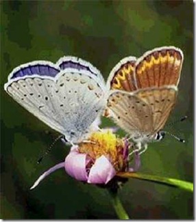 Cópia de borboletas_na_flor Cópia de borboletas_na_flor