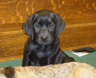 Nyx, ready to drift off to sleep.