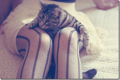 adorable,animals,beautiful,bed,cat,dress-cc650d5456a1154bcdb26dda8512b848_h_large