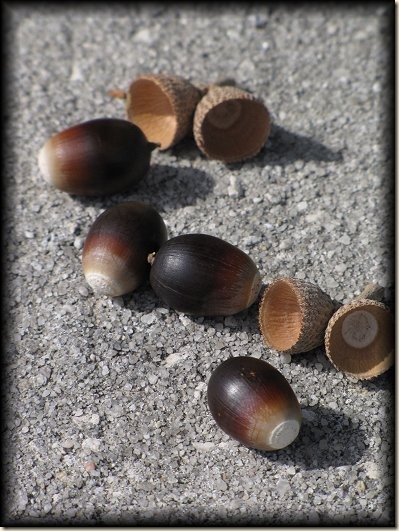 acorns[1]