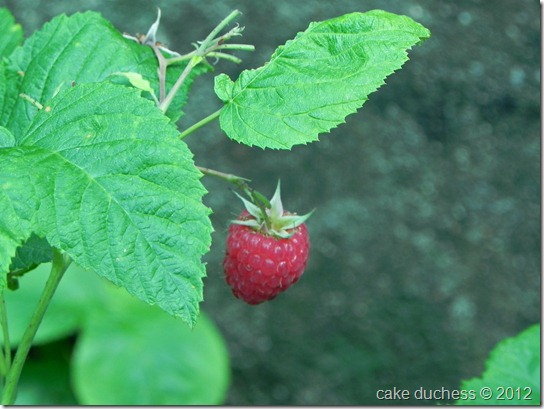 raspberry-picking-1 raspberry-picking-1
