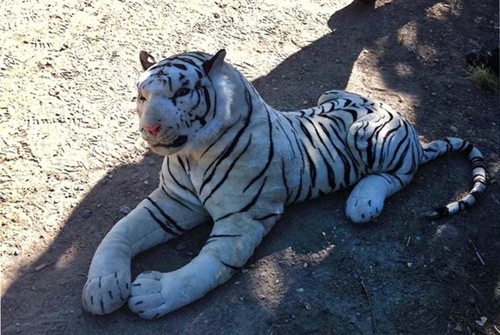 Polícia inglesa usa até helicóptero para capturar tigre de pelúcia