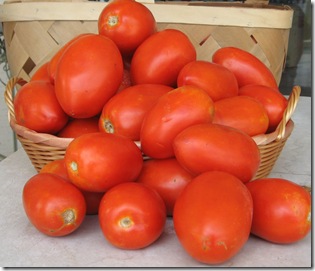 ripe tomatoes