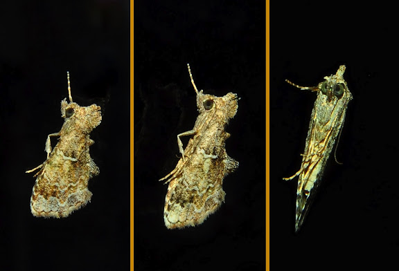 Hétérocères d'Australie - Noctuidae : Hypeninae : Arrade destituta WALKER, 1865. Umina Beach (NSW, Australie), 21 octobre 2011. Photo : Barbara Kedzierski