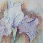 Colored Pencil Drawing of Bearded Iris