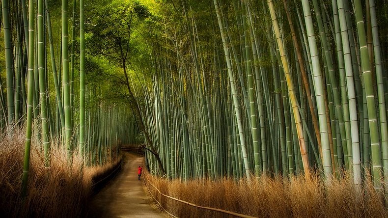 Foto Keindahan Hutan Bambu Sagano di Jepang