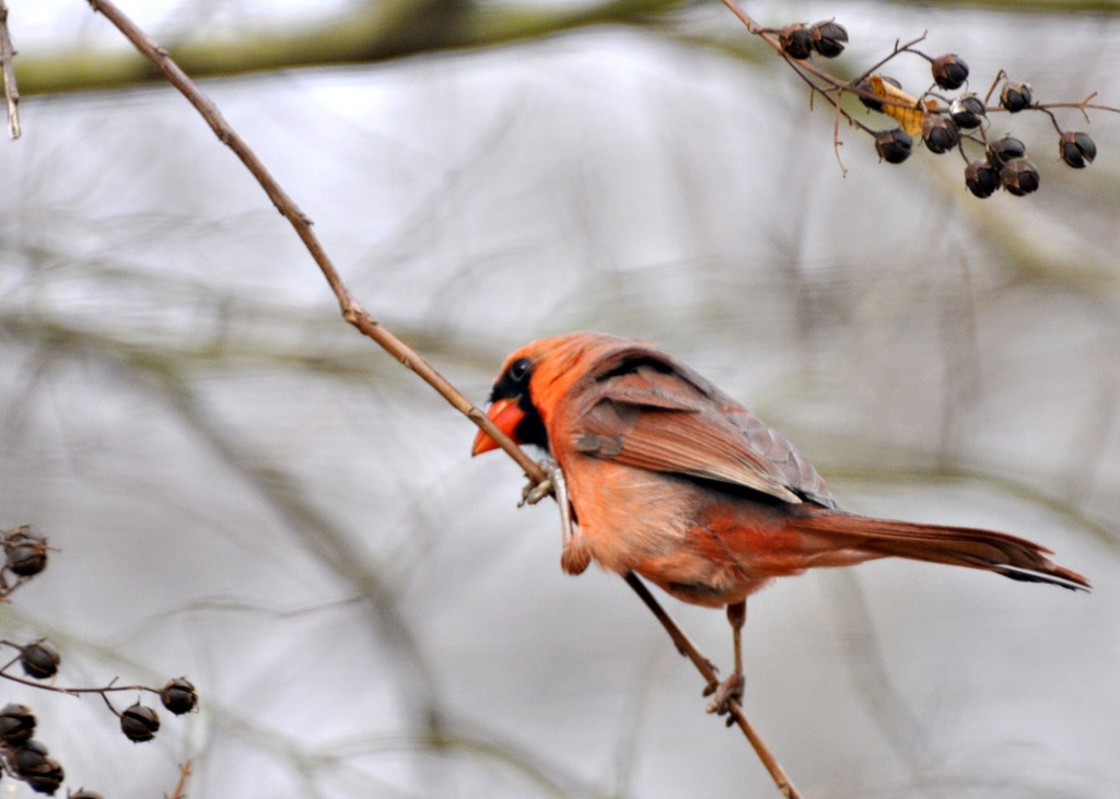[Birds-Martin%2520Lake%2520004%25205x7%255B6%255D.jpg]
