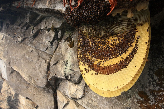 طريق العسل في النيبال  Honey-hunters-nepal-16%5B4%5D
