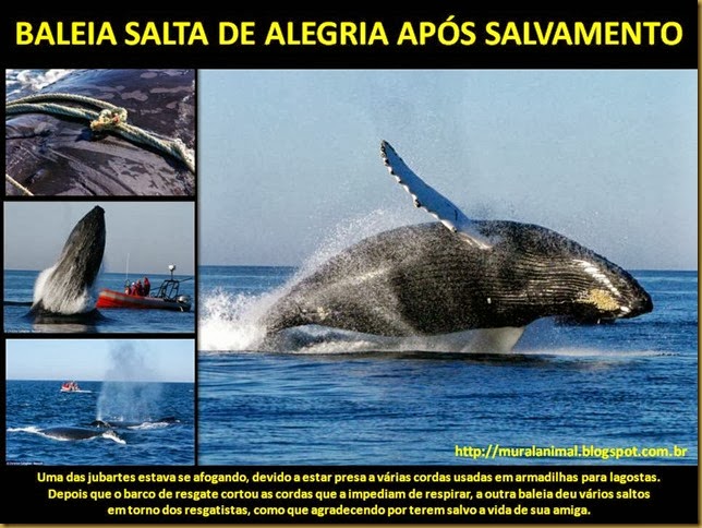 BALEIA SALTA DE ALEGRIA APÓS SALVAMENTO BALEIA SALTA DE ALEGRIA APÓS SALVAMENTO