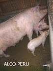 PICT0887.JPG