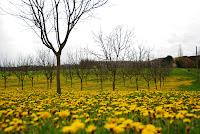 DSC_3771.JPG Photo