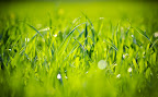 gras gras