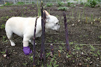 Asparagus is a great companion vegetable for tomatoes as asparagus wards off harmful root roundworms that affect tomatoes, and tomatoes repel asparagus beetles.  This color also makes a nice companion to my purple bootie, don't you think?