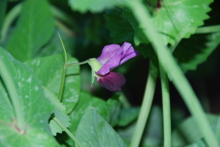 [ervilhas%2520DSC_0127DSC_037544%255B3%255D.jpg]