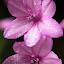 When the Rain Stops at the Botanic Garden - Adelaide. Australia