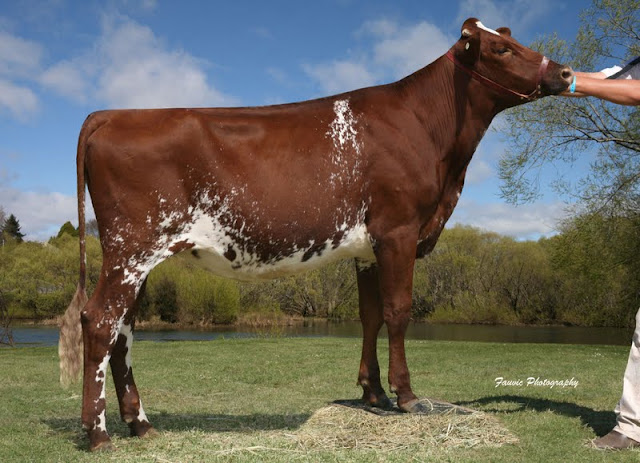 Silverleigh Marlene 68.jpg