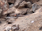 Lizard