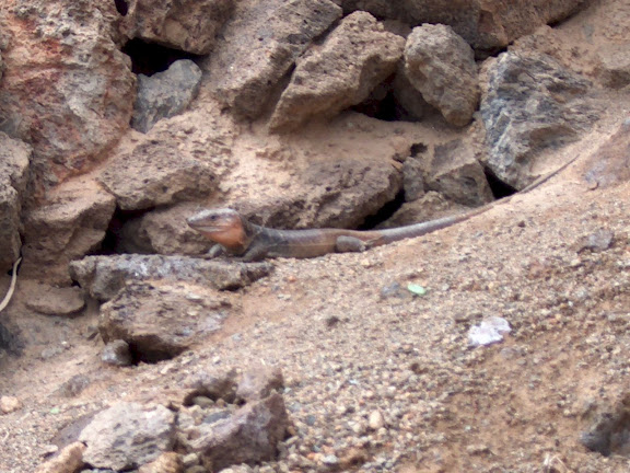 Lizard