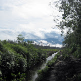 Gunung Palung - degraded peat forest at park entrance (Andy Dean, July 2010)