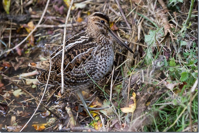 GreatSnipe_Kilnsea-6