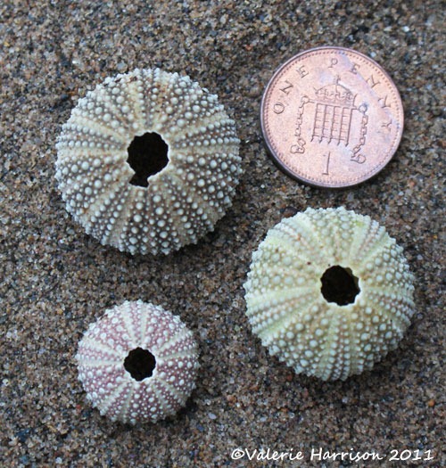 [14-tiny-sea-urchins%255B2%255D.jpg]
