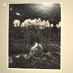 Cat and Lillies $150