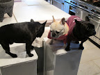 It's interesting to meet a boy Frenchie, right Franny?  Aside from the obvious differences, male and female French Bulldogs are very similar in size and temperament, though males tend to be a bit stockier.