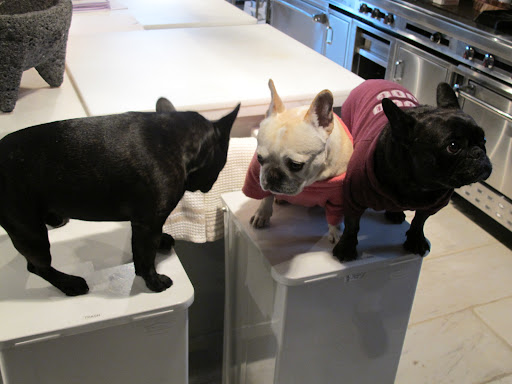 It's interesting to meet a boy Frenchie, right Franny?  Aside from the obvious differences, male and female French Bulldogs are very similar in size and temperament, though males tend to be a bit stockier.