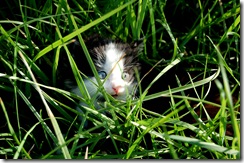 kitty4