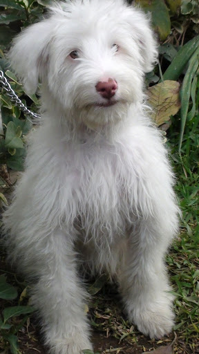 PELUCHIN.JPG