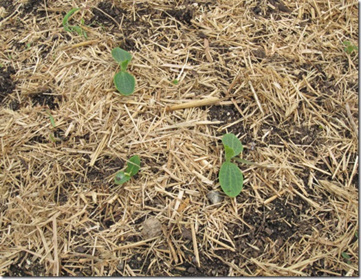 Costata Romanesco seedlings emerging