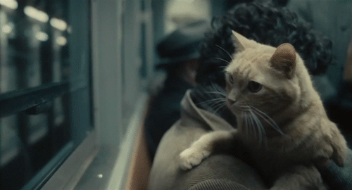 [llewyn-davis-cat-gif%255B3%255D.gif]