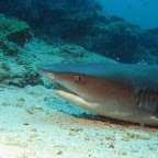 Quite close to the whitetip reefshark