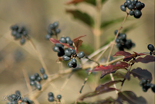 [Fall2_BlackhawBerries%255B8%255D.jpg]