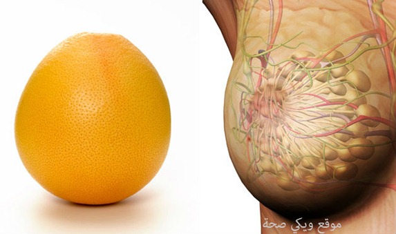 06-Grapefruit-BreastsFoods-That-Look-Like-Body-Parts-1 06-Grapefruit-BreastsFoods-That-Look-Like-Body-Parts-1