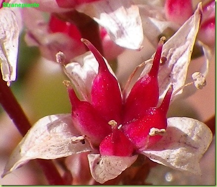 crassula ovata fiore rosso