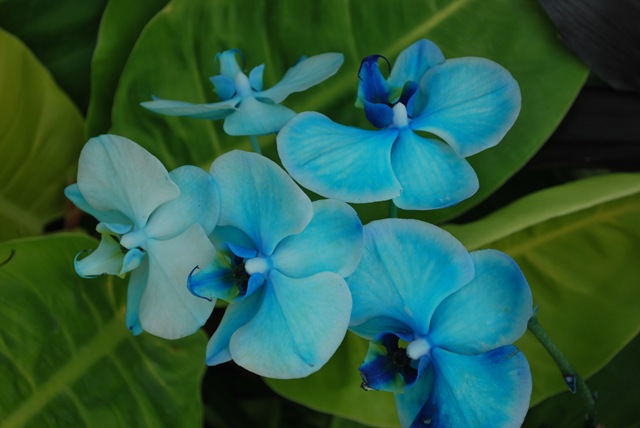 [OrchidesBlue3.jpg]