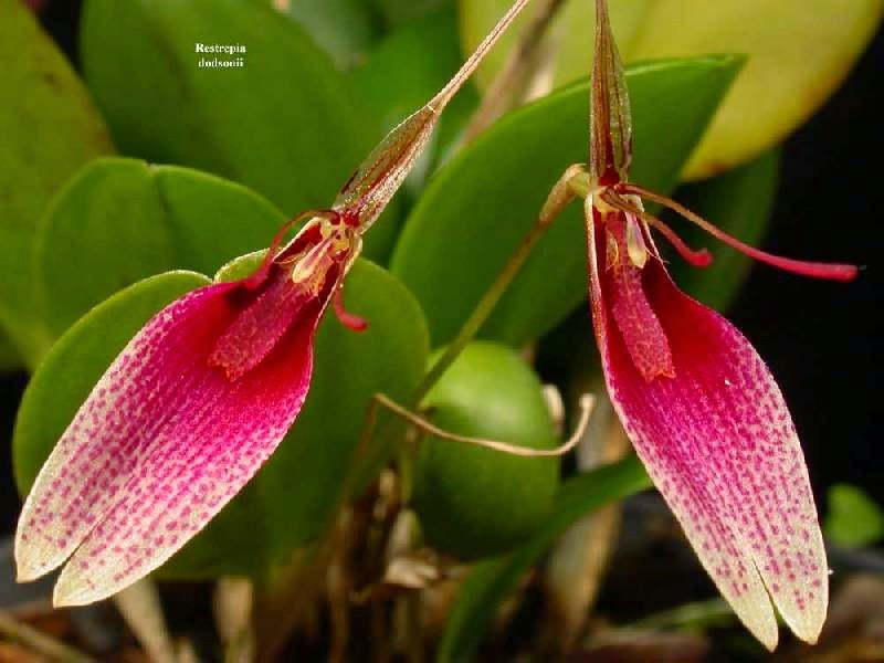 [OR%2520Restrepia-dodsonii%255B3%255D.jpg]