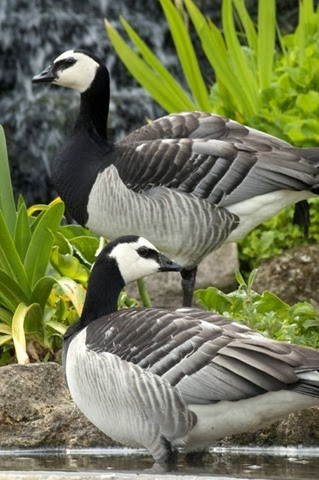 [Pair%2520of%2520Barnacle%2520Geese%2520DSC4949%255B3%255D.jpg]