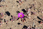 Ruta Costera Desierto Atacama