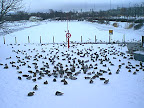 Ducks in winter Ducks in winter