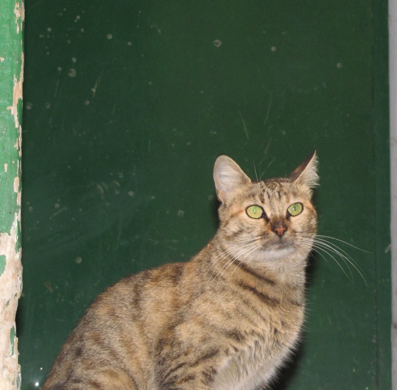 http://lh3.ggpht.com/-U54W6cly0kA/TqB5HAnCFrI/AAAAAAAAHAs/hMhYq6_UvtI/s800/IMG_5011.jpg